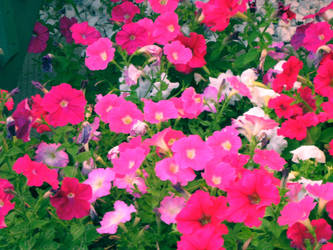 Pink Flowers