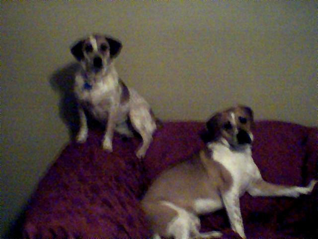 +My babies+ by Cheetahsi on DeviantArt