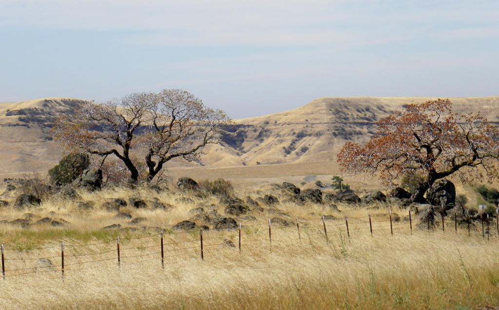 California Landscape