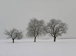 The Three Trees in Winter by artamusica