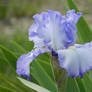 Lovely Lavender Iris