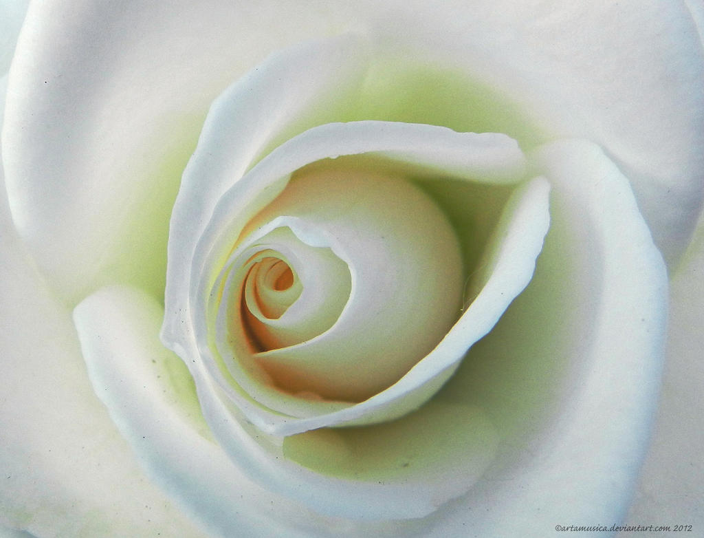 The Heart of a White Rose