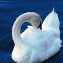 Swan neck