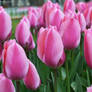 Pink Tulips, Istanbul