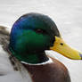 Mallard Duck in Winter