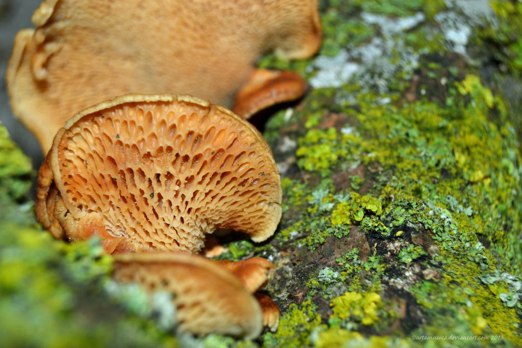 Fancy Fan Mushroom