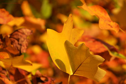 Dancing Autumn Leaves