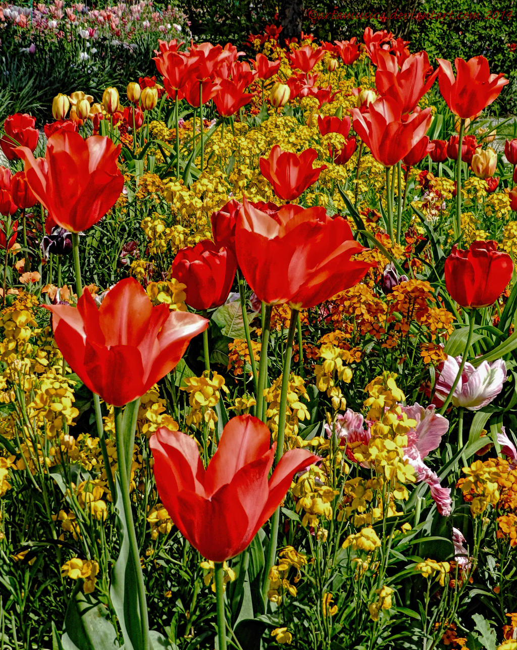 Reds and Yellows in Monet's garden at Giverny