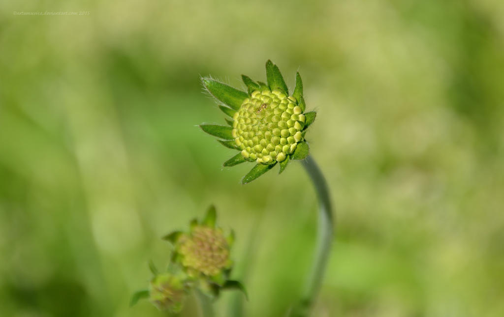 50 Shades of Green