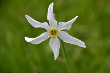 Wild Narcissus