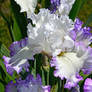 Ruffled Iris in violet and white