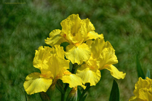 Iris Trio in Yellow