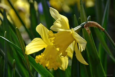 Did You Hear the Latest (Two Daffodils)