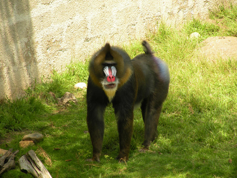 Mandrill Java Mandrill by KakeiD on DeviantArt