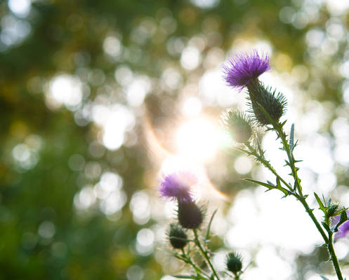 Cirsium