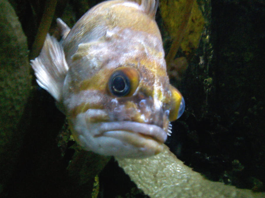 Angry Looking Fish by Queaky on DeviantArt
