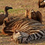 Zebra Vulture