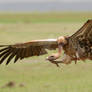 vulture in flight