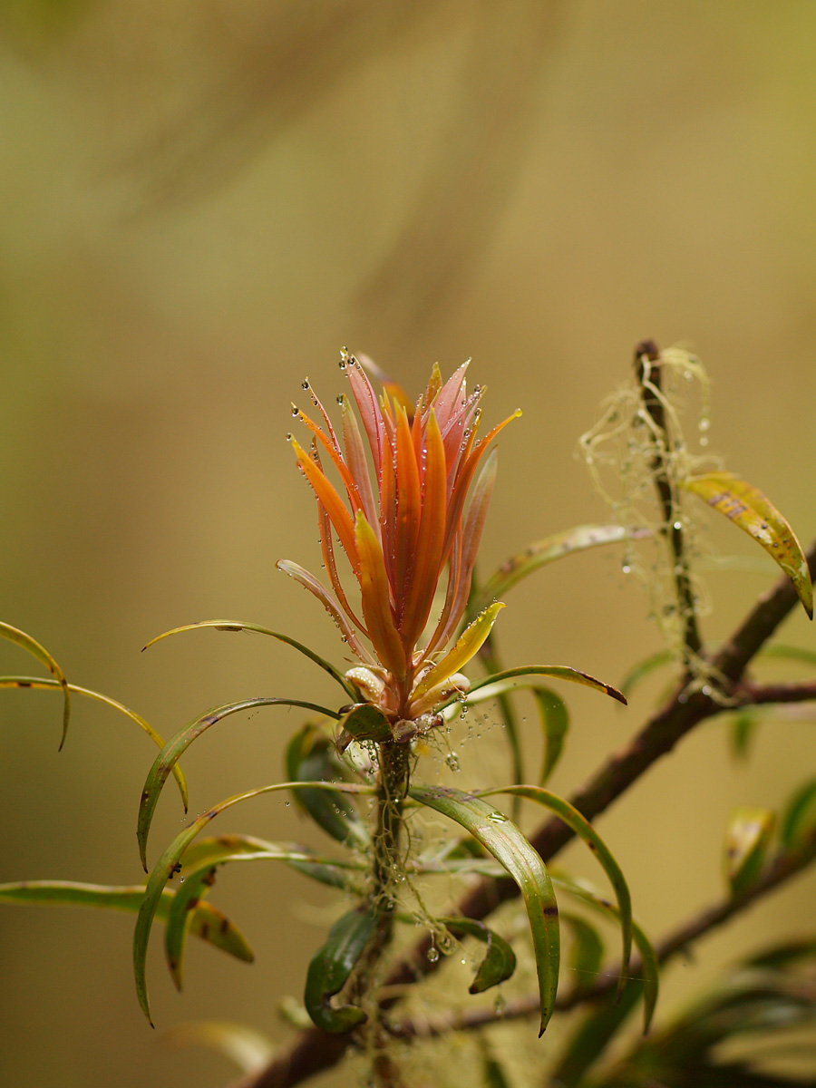 A flower for Frando