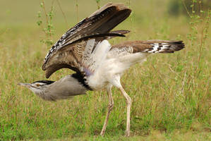 Kori Bustard Gymnastics