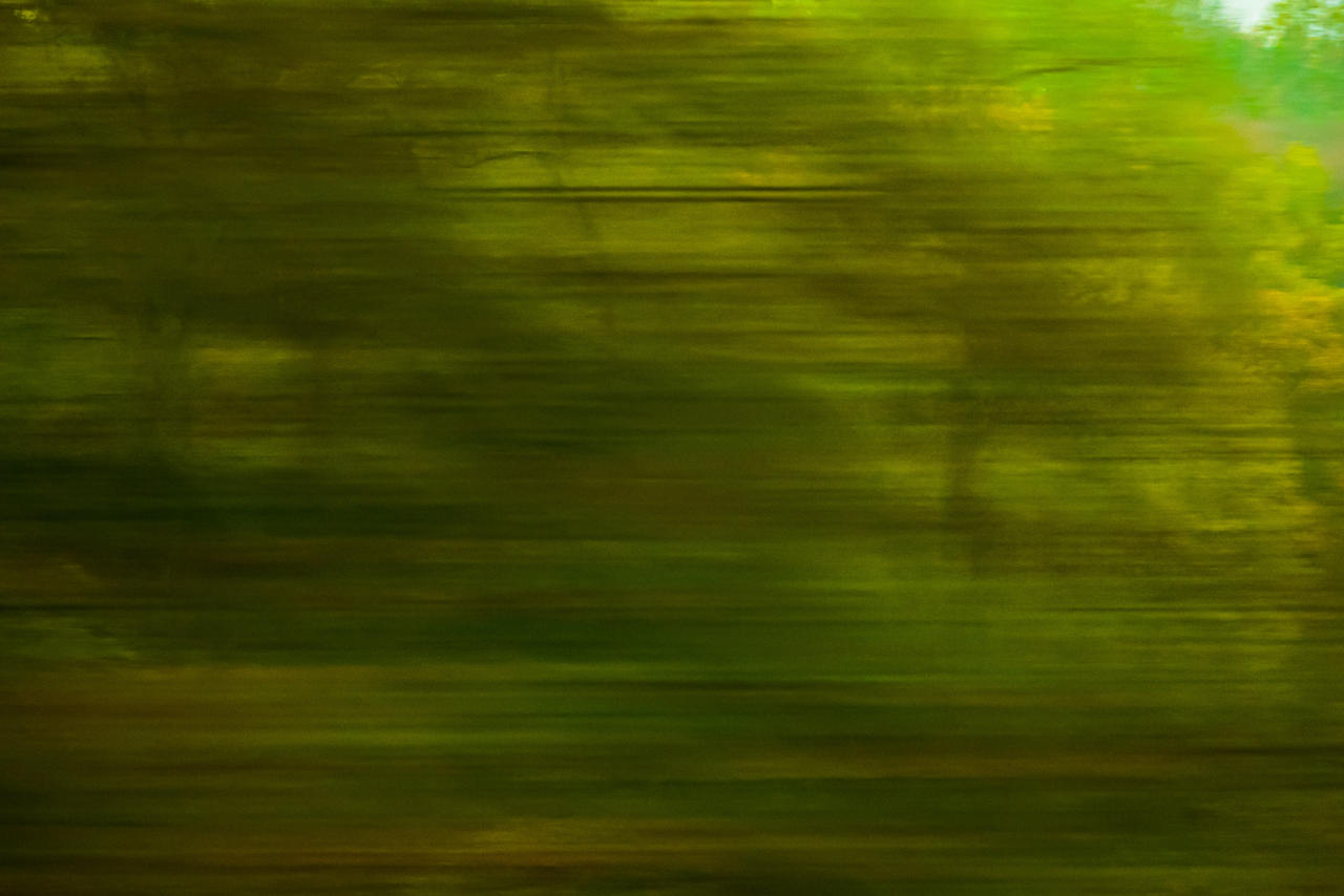 Moving Tree Moving Trees by GREYFading on DeviantArt