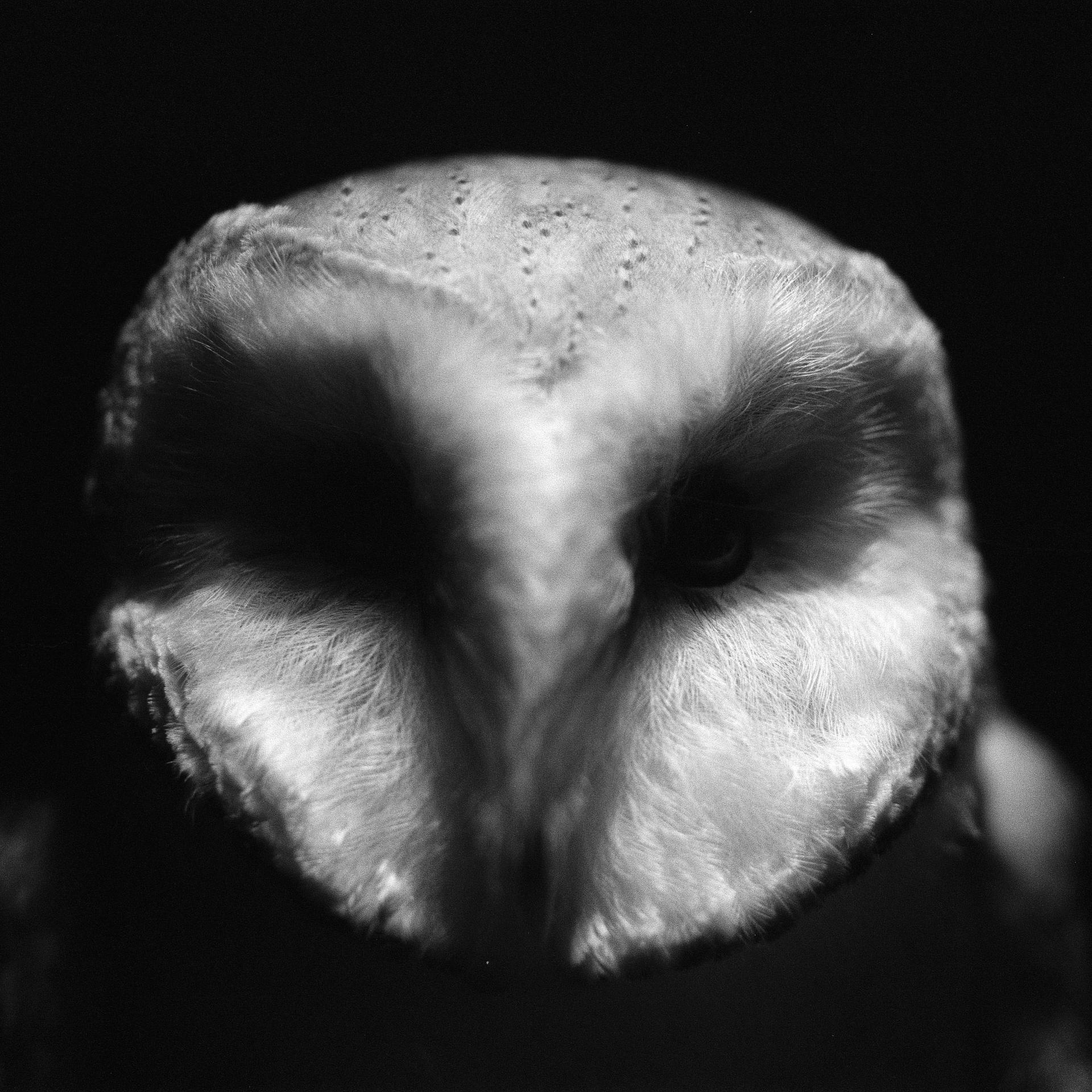 Film Noir Watching you by GREYFading on DeviantArt Film Noir Watching you by GREYFading on DeviantArt