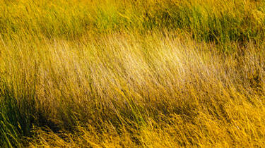 Golden Grass
