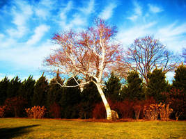 White tree