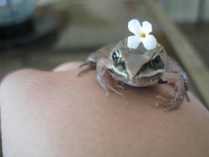 Flower Frog