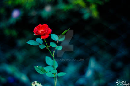 Little Rose O2