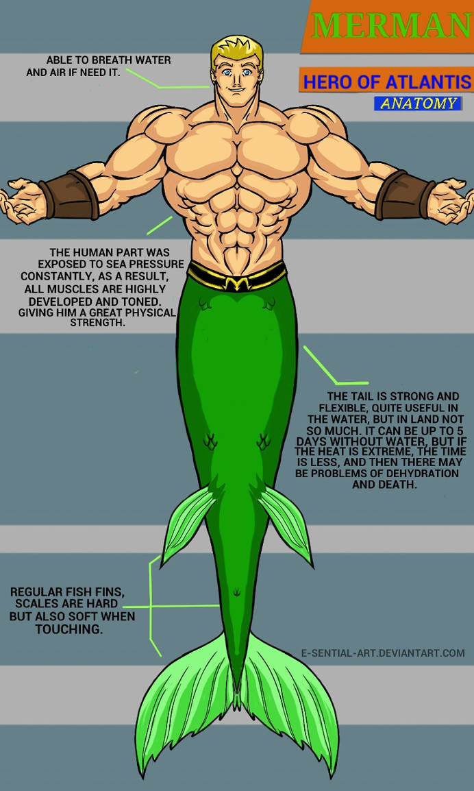 Merman Structure MERMAN HERO OF ATLANTIS.. ANATOMY.. AND MORE.. by e-sential-art on ...