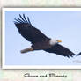 Grace and Beauty  Bald Eagle