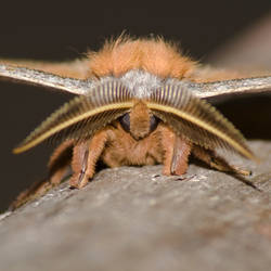 Moth Macro