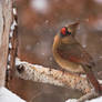 Winter Cardinal