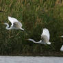 Egret Flight Sequence