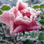 Ice Rose