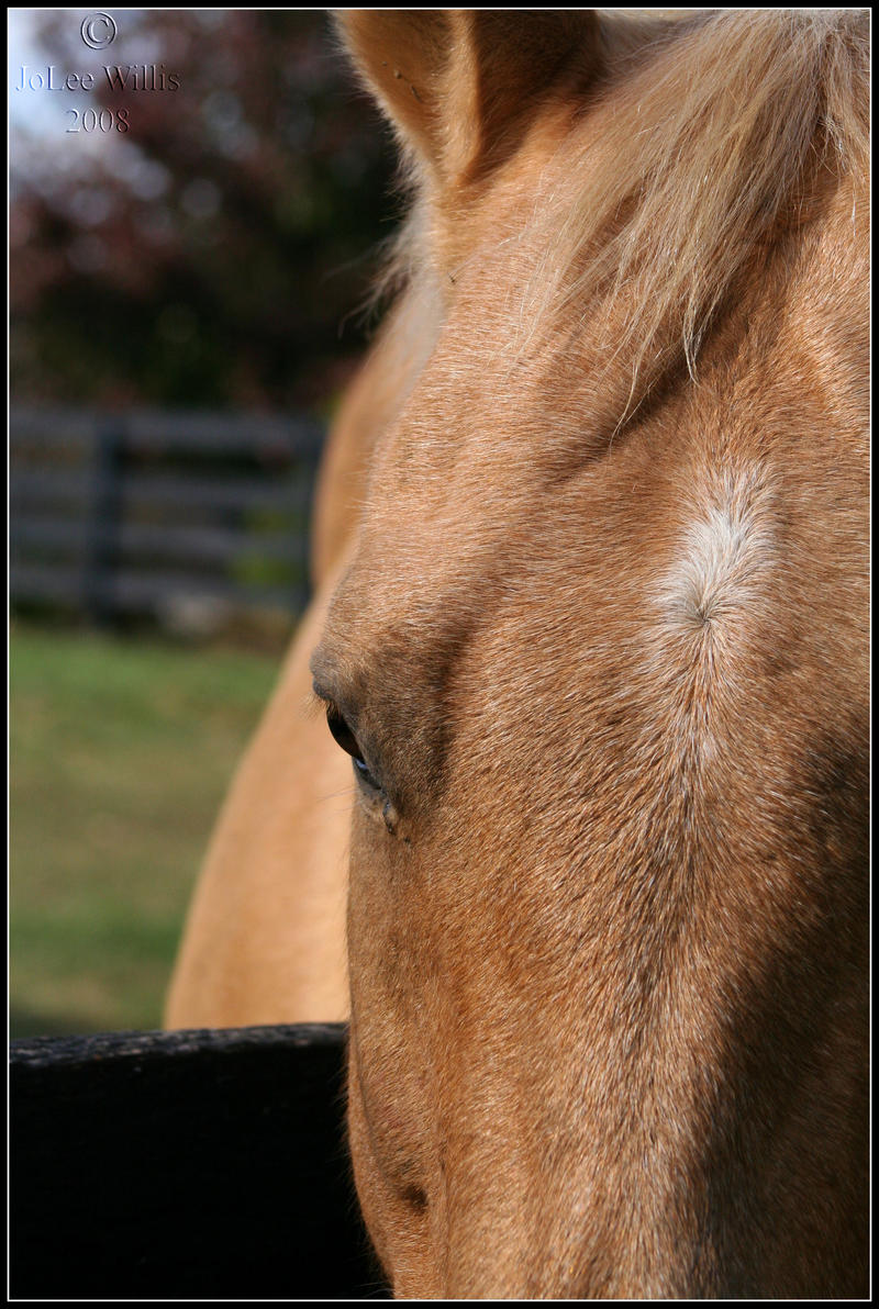 Palomino Gaze