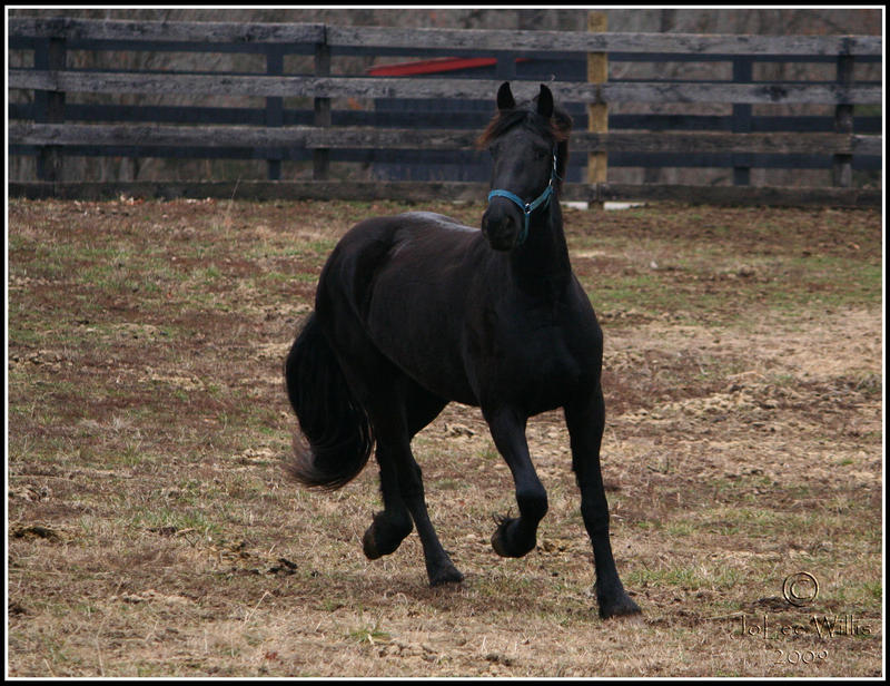 Friesian Prance