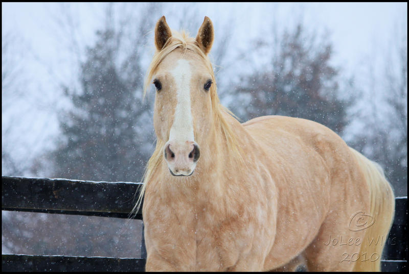 Angel in the Snow