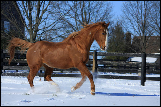 Chestnut Winter