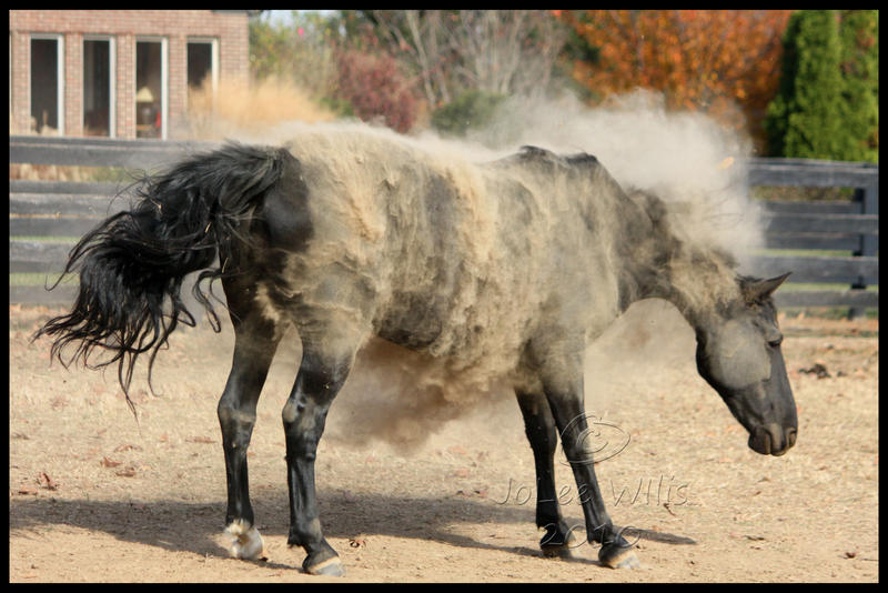 Dust Monster