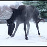 Snow Monster