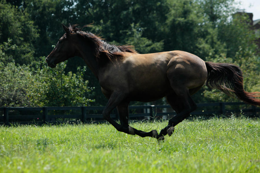 Charm the Hoverpony