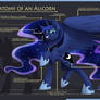Anatomy of an Alicorn