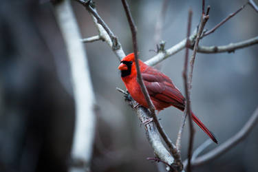 Winterberry by tanikel