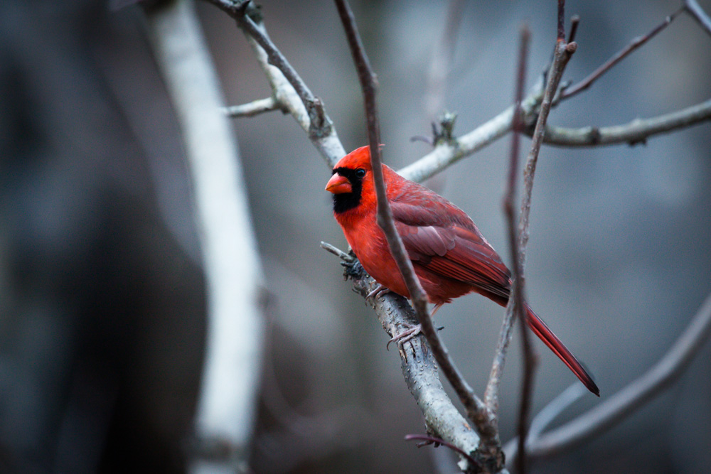 Winterberry