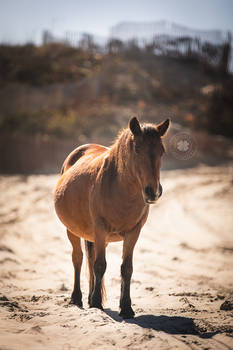 The Sand Pony