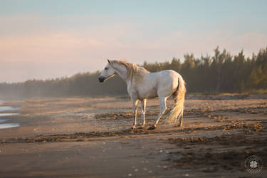 The Sea Unicorn