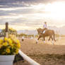 Dressage Queen