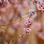 Pink Cherry Blossoms